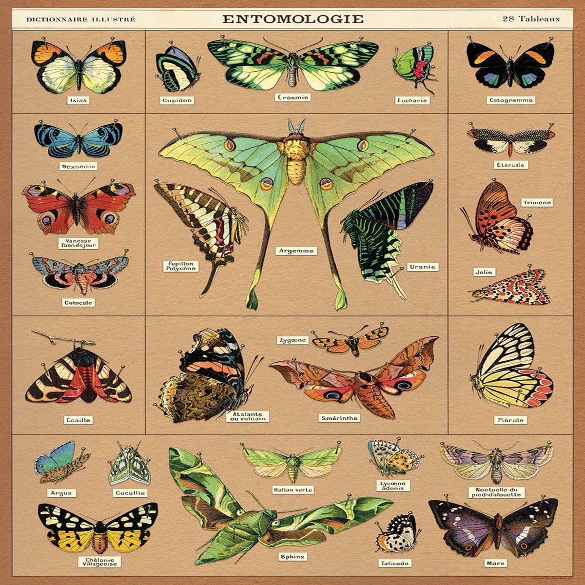 Entomology Butterfly Wrap