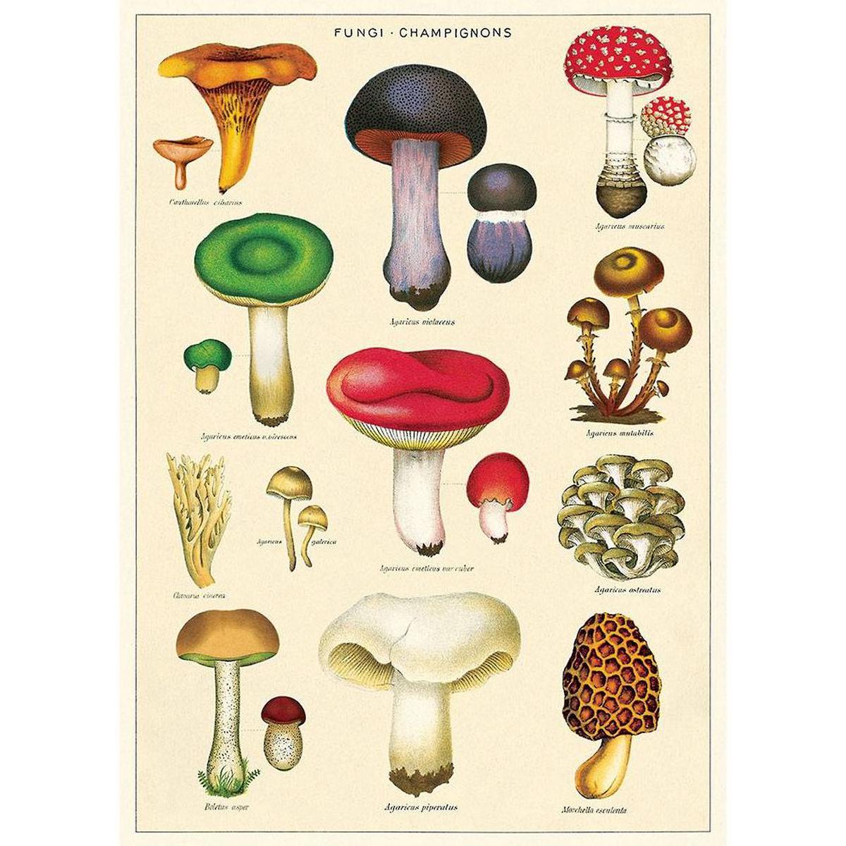 Mushrooms 2 Flat Wrap